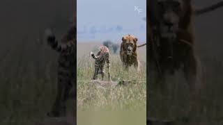 Heroic Cheetah Mother Uses Decoy Tactic to Save Her Cubs from a Determined Lions Attack [upl. by Ishii767]