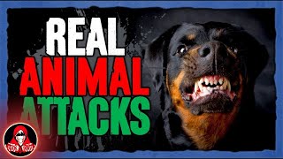 5 DISTURBING Animal Attacks  Darkness Prevails [upl. by Aicac]