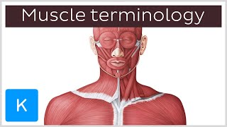 This is how you name muscles  Anatomical Terms Pronunciation by Kenhub [upl. by Hyland]