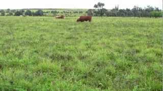 Excellent Progardes  Buffel pasture and steer liveweight gains in Central Queensland1002MOV [upl. by Marasco952]