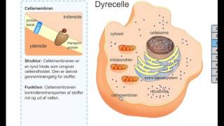 Eukaryote celler og deres opbygning [upl. by Akerboom261]