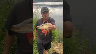 Beautiful Pike Fishing At Stagecoach Reservoir In Oak Creek Colorado Northern fishing shorts [upl. by Yevad]