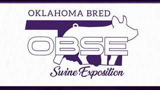 OBSE  Purebred Gilts then Commercial Gilt Show [upl. by Kirstyn867]