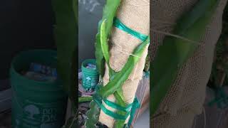 Dragon Fruit Pruning in July 2024  Part 1 [upl. by Ahtenek]