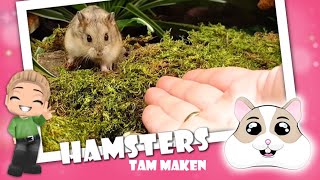 🐹💚 Campbelli Dwerghamsters Tam Maken voor beginners [upl. by Eimas]