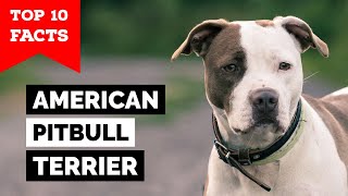 American Pitbull Terrier  Top 10 Facts [upl. by Robb]