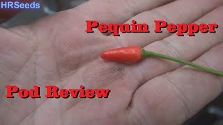 ⟹ Pequin Pepper  Capsicum annuum var glabriusculum  Pod Review [upl. by Lorac398]