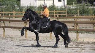 SOLD Friesian Stallion  Ljibbe For Sale [upl. by Tenneb]