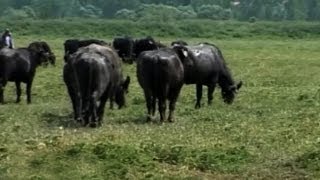 Manda Yetiştiriciliği  Türkiye ve Dünyada Mandacılık 2 Bölüm [upl. by Tracey468]