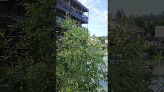 Lake Oswego shortsviral reels [upl. by Nebuer]