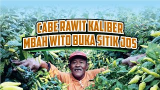 cabe rawit kaliber Mbah Wito buka sitik joss [upl. by Anaer]