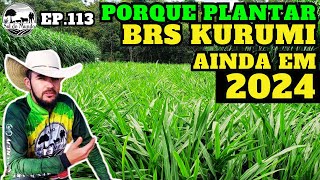 ✅ AINDA VALE A PENA PLANTAR BRS KURUMI EM 2024 [upl. by Aernda]