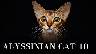 Abyssinian Cat 101  Everything You Need to Know [upl. by Iverson]