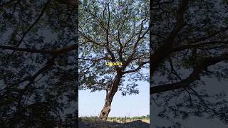 The origin and benefits of the lignum vitae tree shorts subscribe [upl. by Amhser]