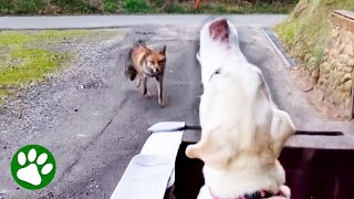 Wild Fox Approaches Disabled Dog [upl. by Landers]