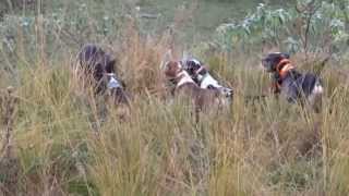 Razorback Catahoulas Statue Boar June 2013 107kgs [upl. by Hujsak]