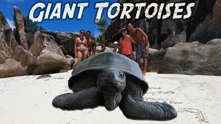 Giant Tortoises of Curieuse  Sailing Seychelles ep 7 [upl. by Loziram]