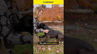 Luxipaws® Dog Training Collar with remote [upl. by Yllas]