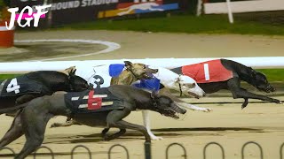 Greyhound Racing  500m Track Race [upl. by Heman442]