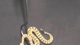 Crotalus cerastes Sidewinder Venom Extraction [upl. by Tnomed213]