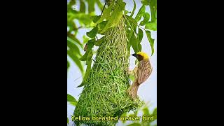 Yellow Breasted Weaver bird [upl. by Nessim]