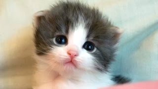 Cute Kittens And Funny Kitten Videos Compilation 2016 [upl. by Davenport]