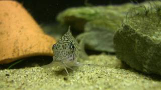 Corydoras Trilineatus  The leopard cory [upl. by Berlyn]