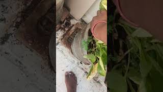 திரும்ப மாடிதோட்டத்தில் விதை விதசியச்சி gardening eves minivlog [upl. by Niamor]