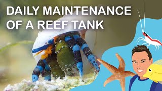 EVERYDAY MAINTENANCE OF MY REEF TANK Red Sea REEFER 250 [upl. by Lyj]