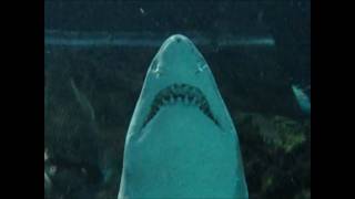 Sharks at the Tennessee Aquarium  Up Close [upl. by Junko]