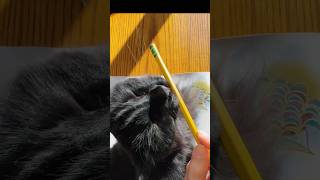 she hates cat food tho catsoftiktok catlover kamala childlesscatlady abstractart painting [upl. by Ssirk]