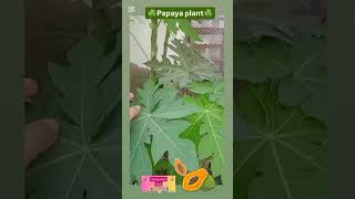 PAPAYA PLANT ☘️☘️ MY PLANT ☘️ plants for kids kids learning education plants [upl. by Robby]