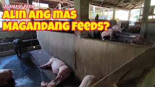 Alin ang mas Magandang Feeds para sa ating mga Alagang Baboy  Feeding Trial [upl. by Meakem]