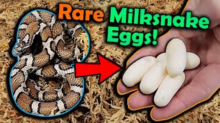 Our Eastern Milksnake Laid Eggs [upl. by Margo954]