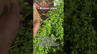 Brahmi plant 😀 gardeningaustralia [upl. by Leiand]