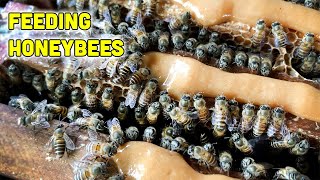 Feeding Honeybees to Prepare for the Winter [upl. by Marylin]