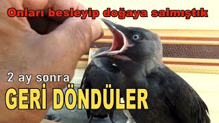 YAVRULAR GERİ DÖNDÜ Büyütüp doğaya salmıştık [upl. by Epstein]