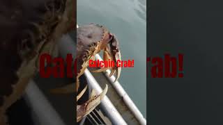 Dungeness Crab in Alaska welcome to paradise  fishalaska fishing crab [upl. by Nylecaj]