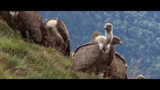 Film quotLes Pyrénées la grande traversée par le GR10quot [upl. by Santiago]