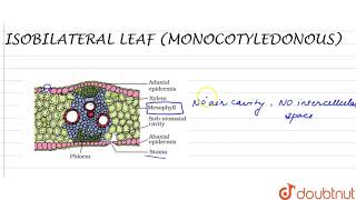 ISOBILATERAL MONOCOTYLEDONOUS LEAF [upl. by Lleynod]