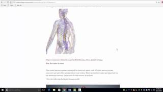 Introduction to the Biodigital Human Labs [upl. by Enaj]