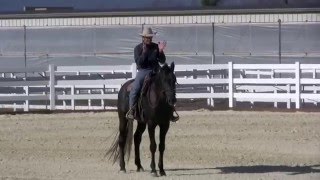 First ride outside on Warmblood stallion part 2 [upl. by Lemak]