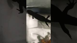 Fire Bellied Toad and Fire Bellied Newt together in a aquarium [upl. by Otsenre]