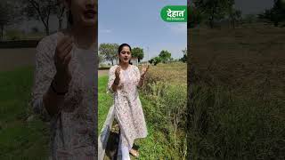 सरसों की खेती 🌱🧐👉  Sarso Ki kheti Ki Puri Jankari shorts sarsonkikheti mustardfarming [upl. by Alikam384]