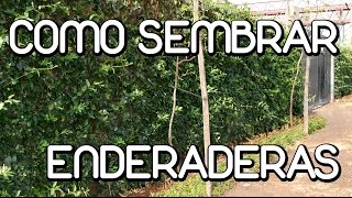 Como cultivar plantas trepadoras [upl. by Ennyroc]