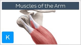 Muscles of the arm  Origin Insertion amp Innervation  Human Anatomy  Kenhub [upl. by Arada]