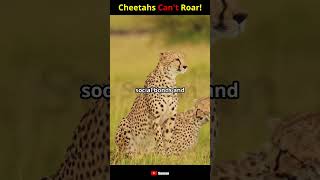 Cheetahs Cant Roar [upl. by Otipaga]