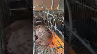 pigging farming piggery baboyan pig pighusbandry animals piglet livestockfarming [upl. by Bigod390]