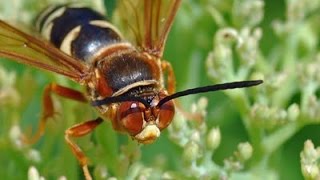 To Kill A Cicada Killer Wasp [upl. by Nostets]