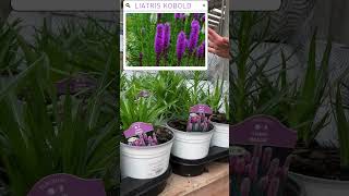 Perennials with Bachman’s – Liatris Kobold amp Leucantheum Becky [upl. by Gabriele]